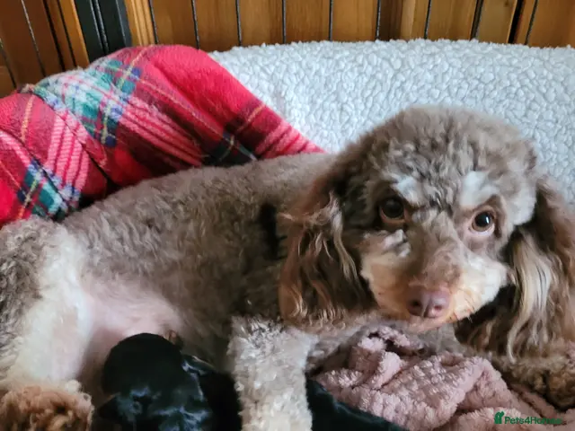 Cavapoo dogs Beautiful Cavapoo puppies - Advert 17