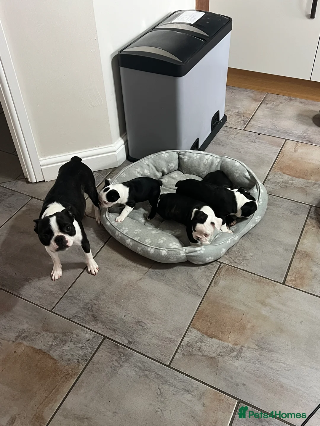 Boston Terrier dogs for sale: Stunning Boston Terrier Puppies  in Goole - Advert 13