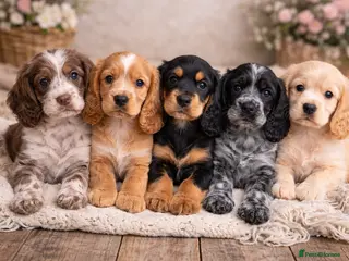 Cocker Spaniel dogs Pedigree KC Show Cocker Spaniel Puppies - Advert 11