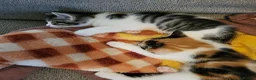 Mixed Breed cats for sale: Stunning bi-colour kittens in Ipswich - Advert 14