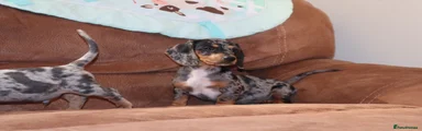 Miniature Dachshund 2