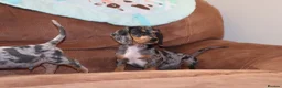 Miniature Dachshund dogs for sale: Miniature dachshunds puppies - Advert 4
