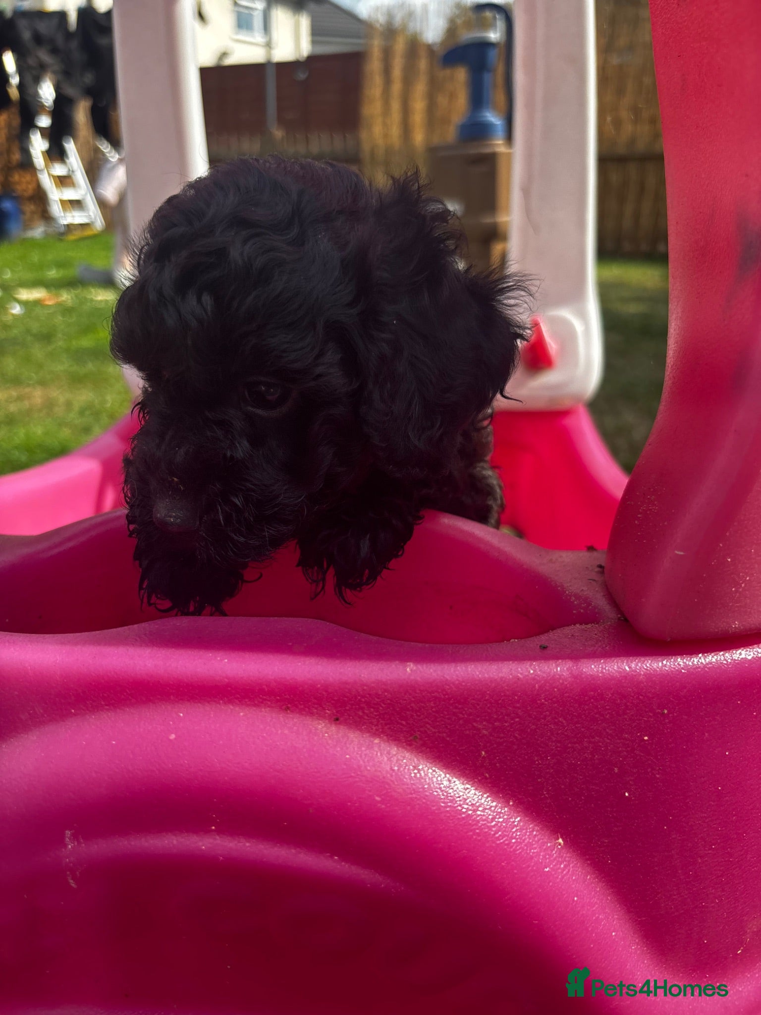 Cavapoo dogs Fb1 Cavapoos  - Advert 2