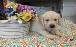 Golden Retriever dogs for sale:  KC Registered Golden Retriever Puppies.  - Image 15