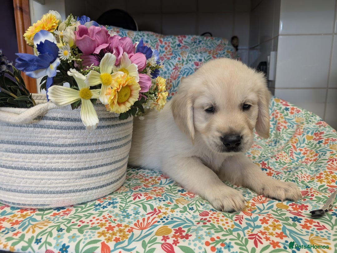 Golden Retriever dogs for sale:  KC Registered Golden Retriever Puppies.  - Image 15