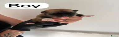 Huskita 3
