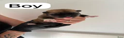 Huskita dogs for sale: Huskita  - Advert 2
