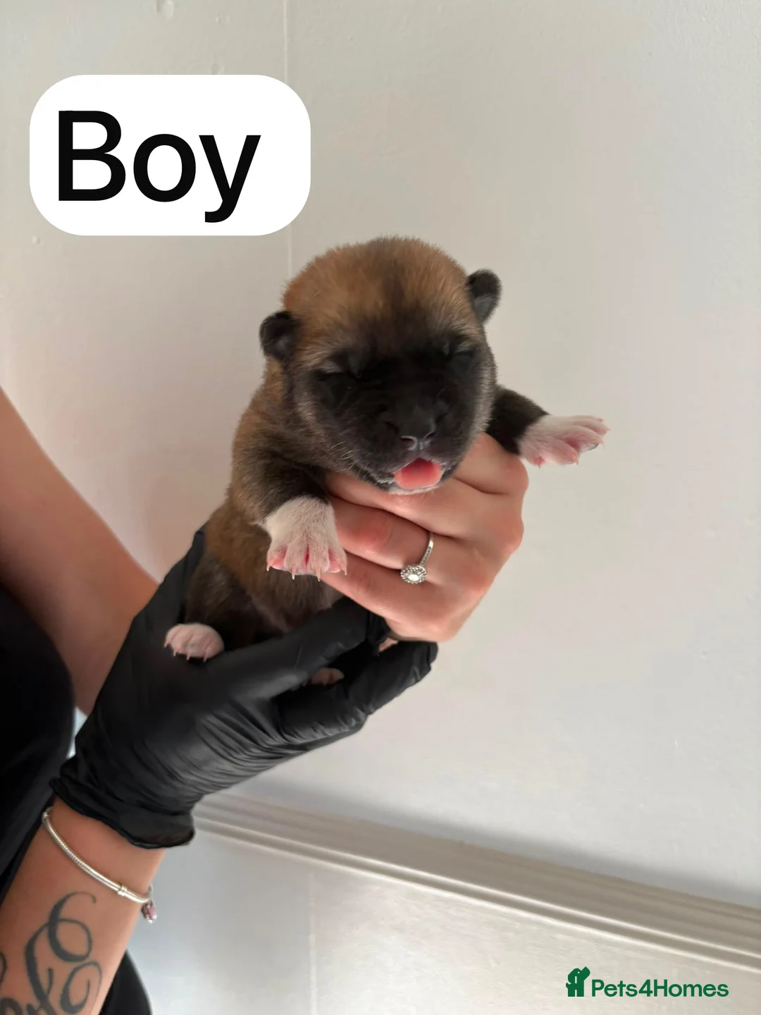 Huskita dogs for sale: Huskita  - Advert 2