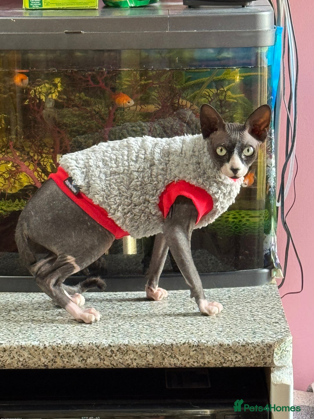 Sphynx cats for sale: Black & White Female Spayed Sphynx  - Advert 3