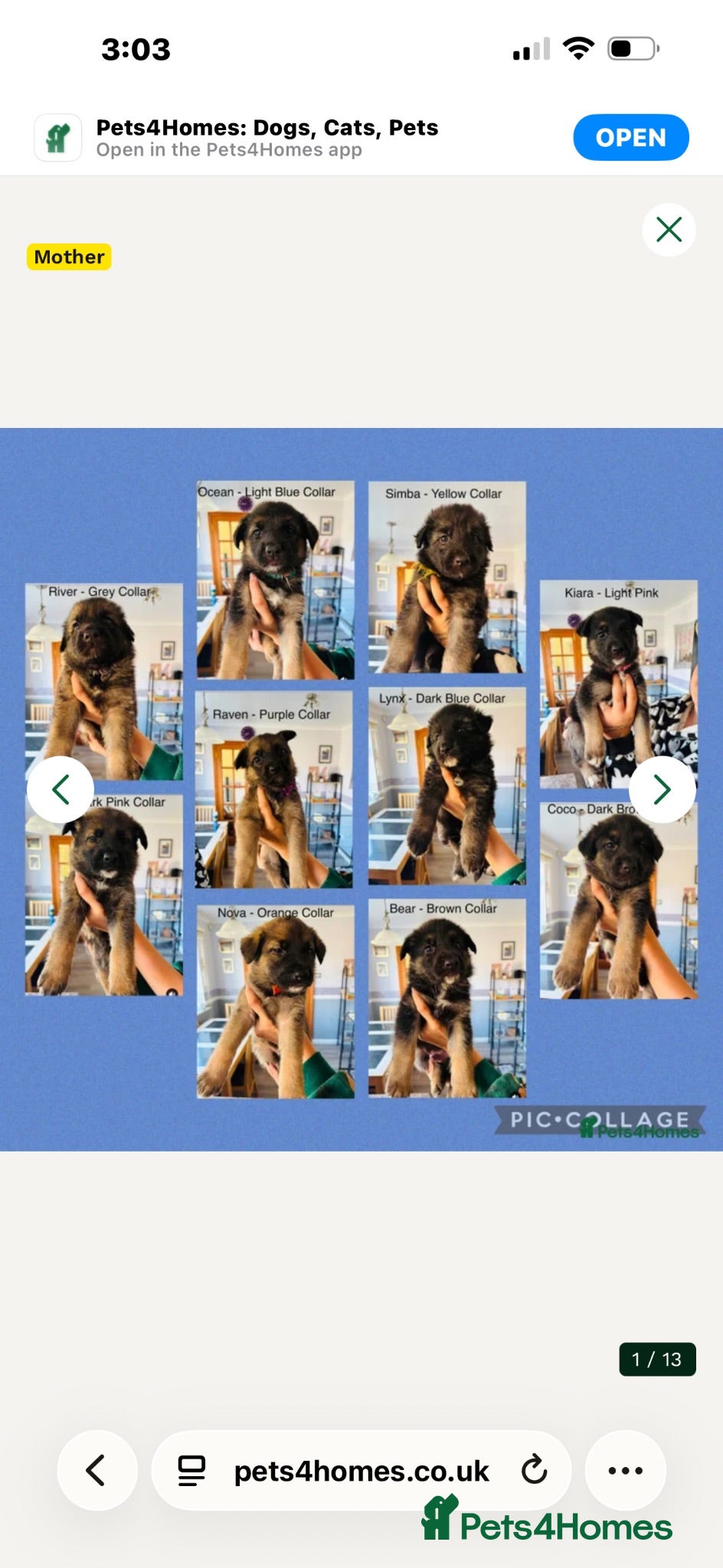 German Shepherd dogs Pure pedigree KC registered German shepard puppies - Advert 17