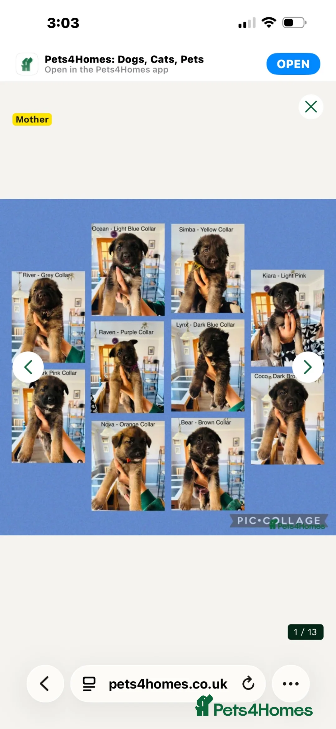 German Shepherd dogs for sale: Pure pedigree KC registered German shepard puppies - Advert 1