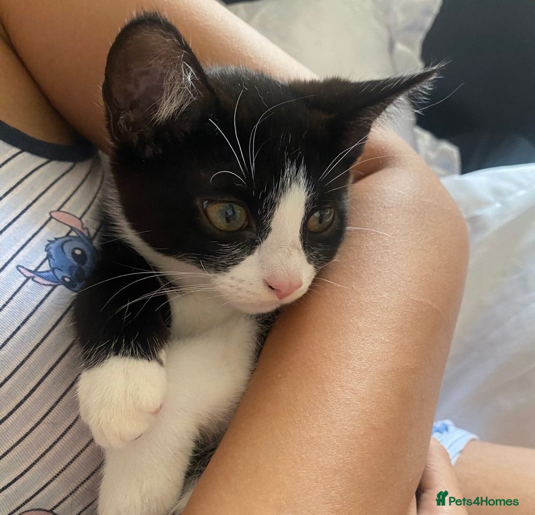 Mixed Breed cats 12 week old Female Kitten ready to go ASAP.  - Advert 2