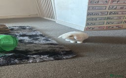 Dwarf Lop rabbits for sale: White rabbit with blue eyes  - Image 4
