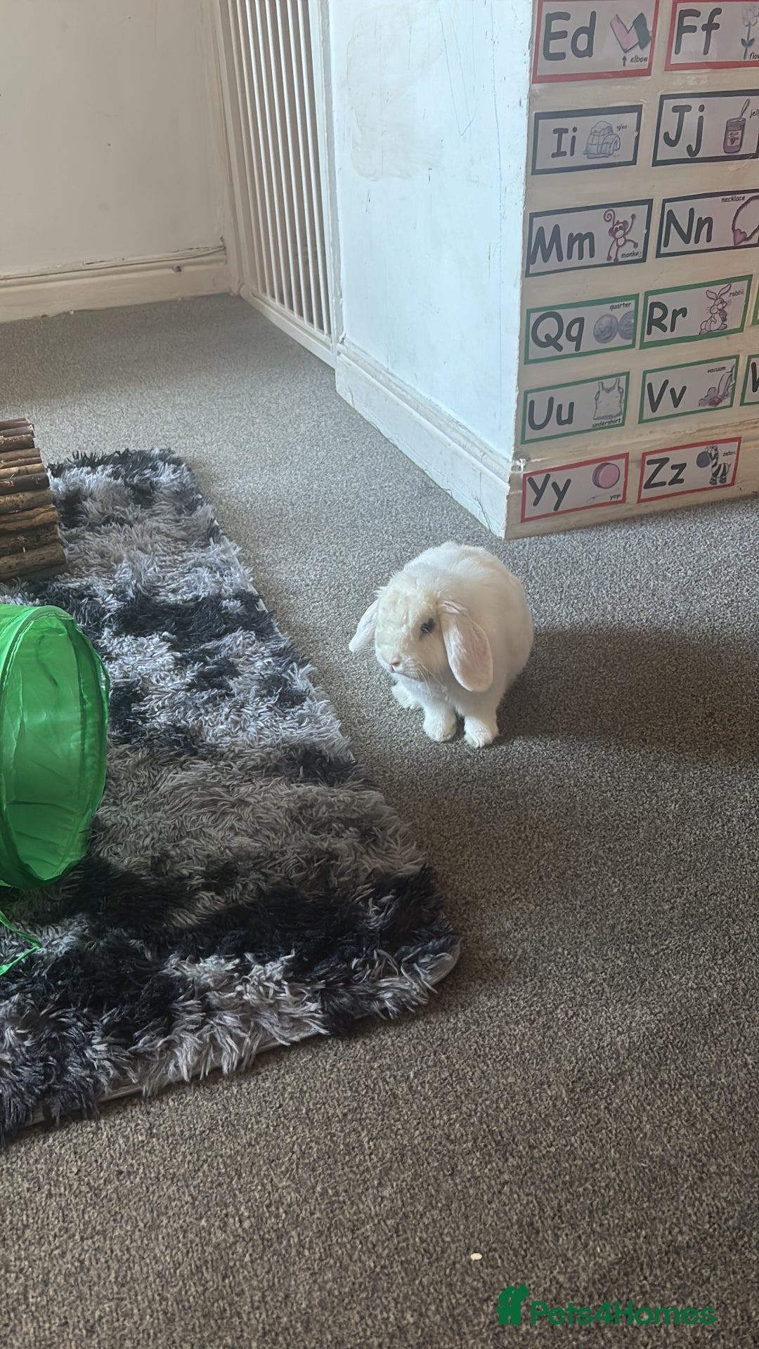 Dwarf Lop rabbits for sale: White rabbit with blue eyes  - Image 4