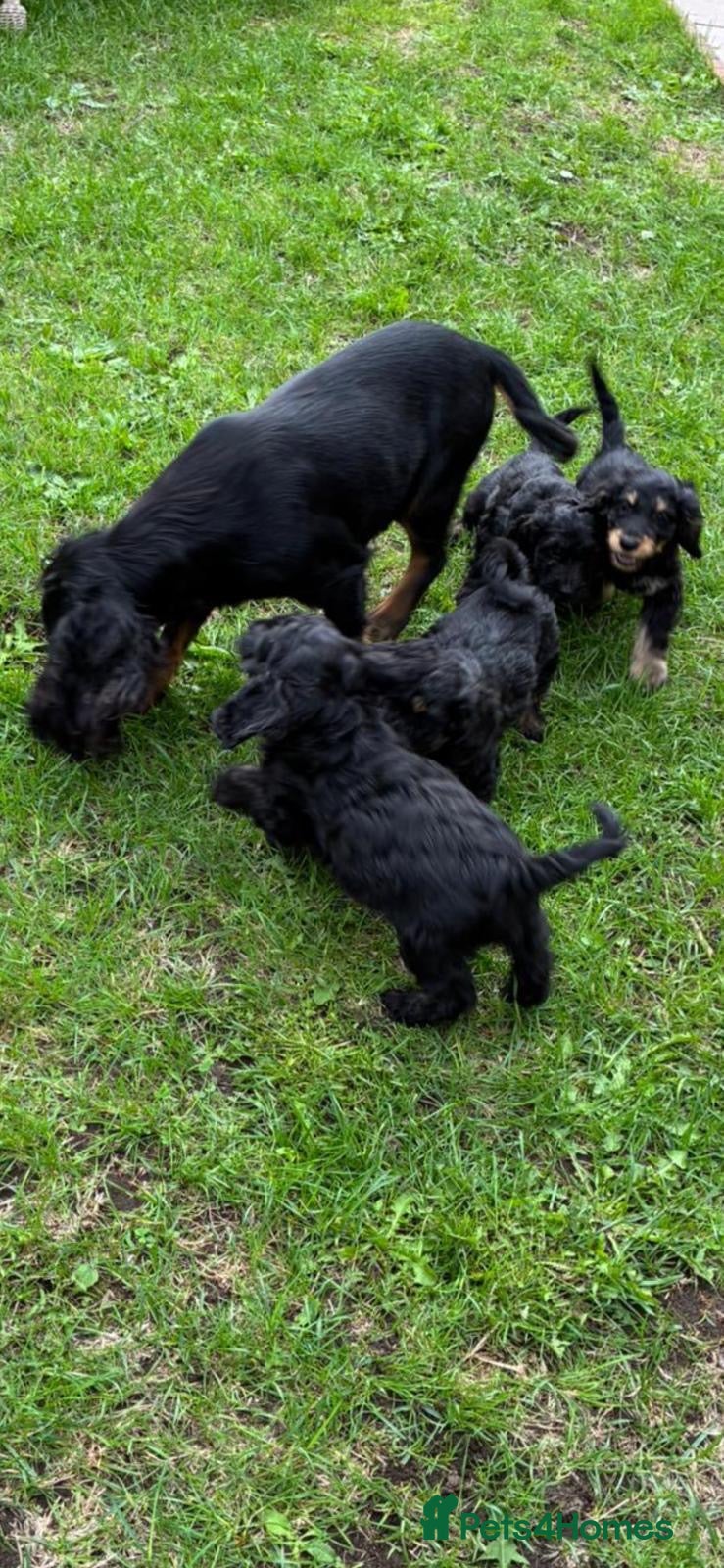 Cockapoo dogs Cockapoo puppies for sale  - Advert 1