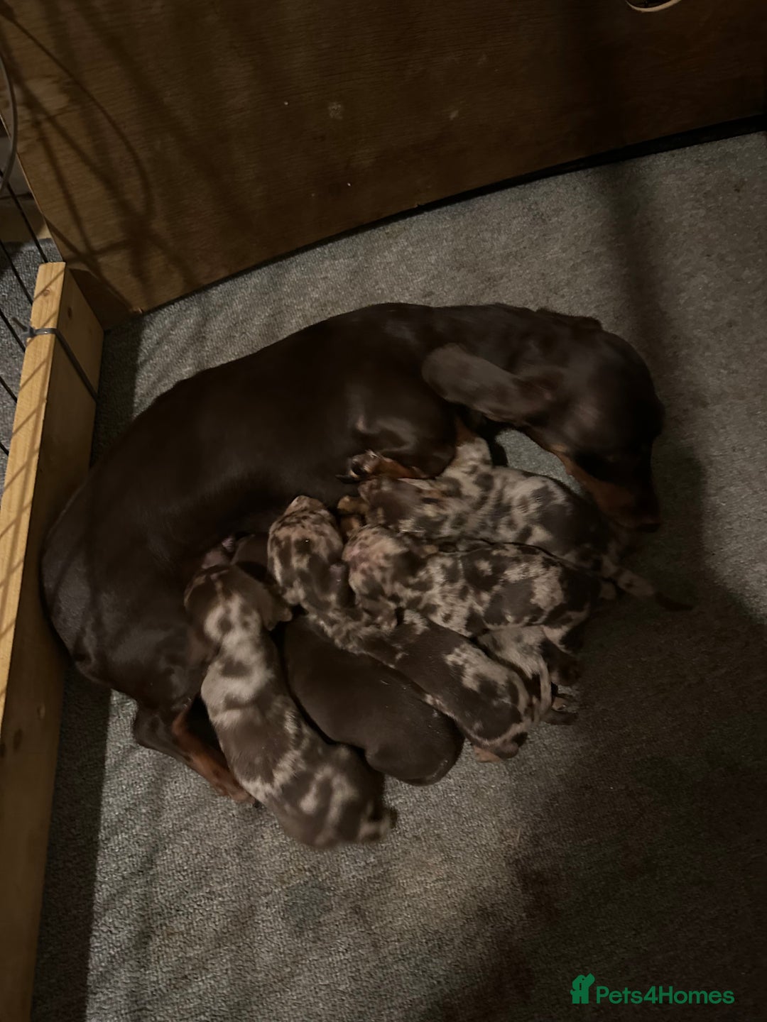 Miniature Dachshund dogs for sale: Miniature dutchound puppies  - Image 9