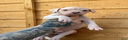 American Bulldog dogs for sale: Last male American bulldog puppy  - Advert 2