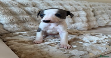 Whippet dogs - Advert 10