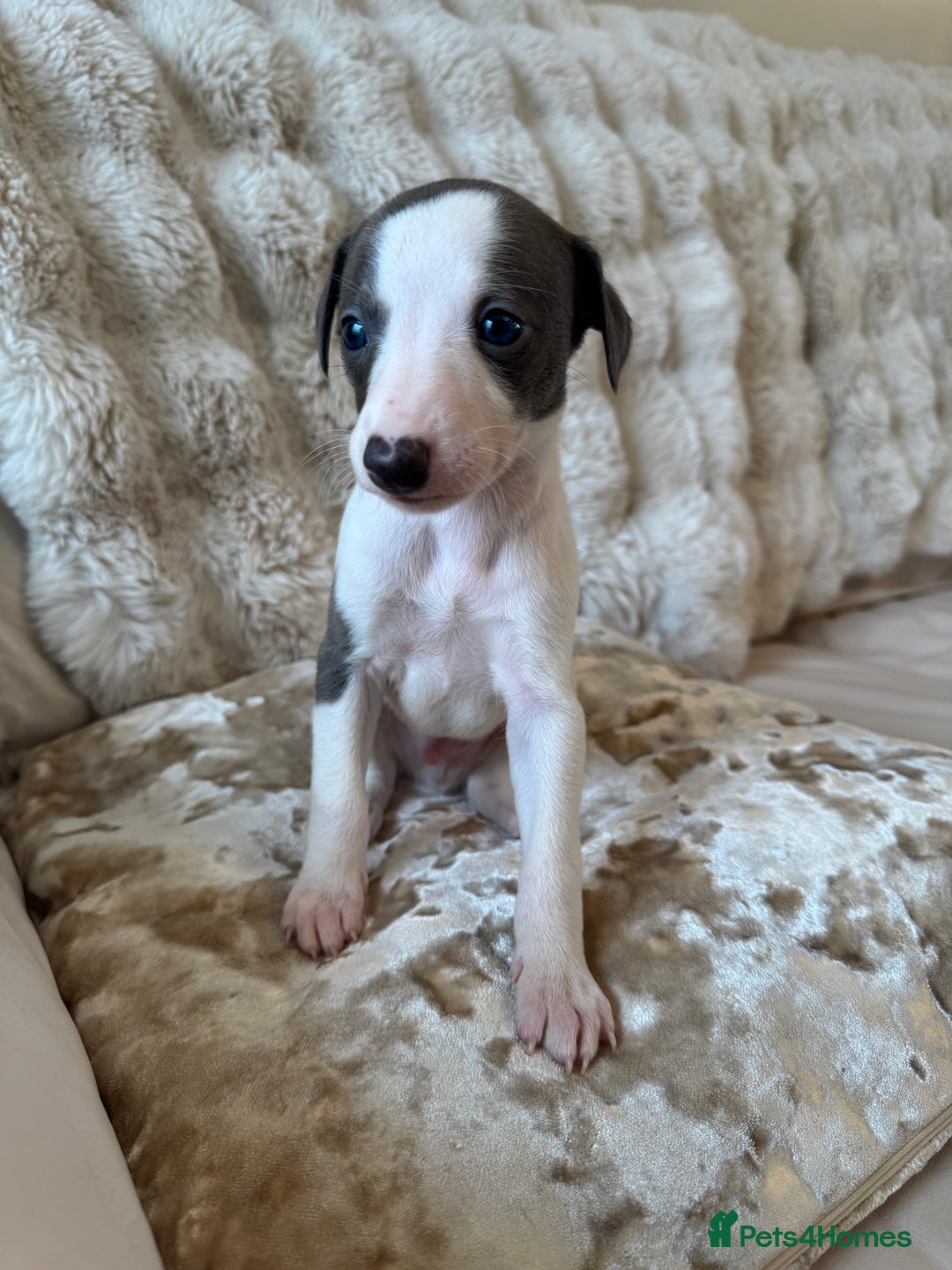 Whippet dogs for sale: KC Registered Blue Whippets - Image 3