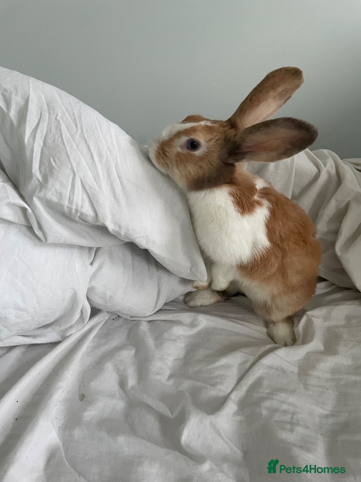 English rabbits for sale: chill bunny  - Advert 16