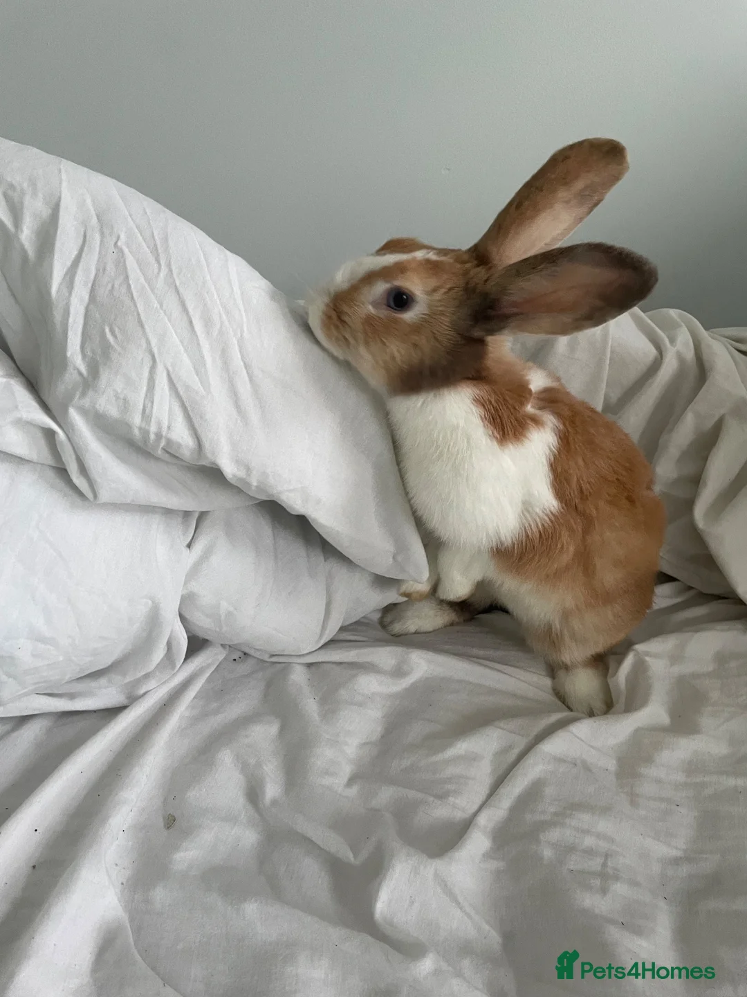 English rabbits for sale: chill bunny  in York - Advert 1