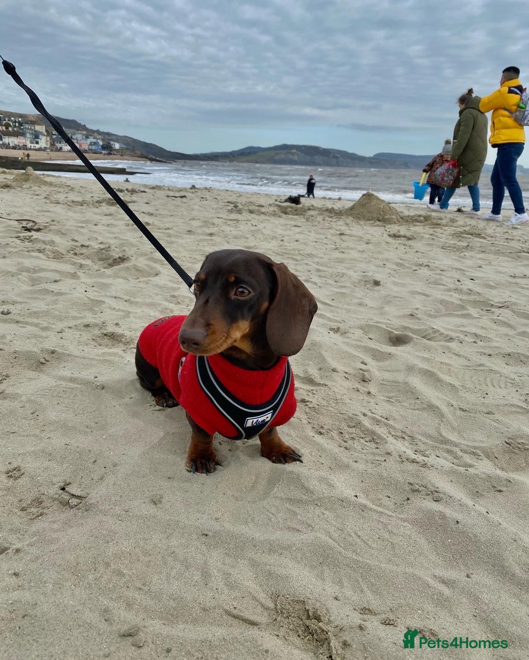 Miniature Dachshund dogs for stud: Minature Dachshund for stud!! *PRA CLEAR* in Martock - Advert 5