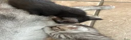 Mixed Breed cats for sale: 6 Beautiful Kittens - Advert 25