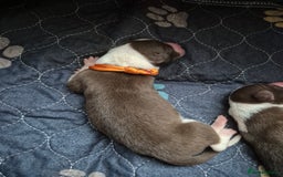 Mixed Breed dogs for sale: Gorgeous lurcher x bordercollie pups - Image 3