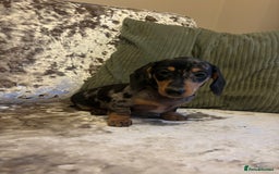 Miniature Dachshund dogs for sale: Miniature dachshund puppies - Image 3