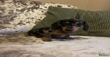 Miniature Dachshund dogs - Advert 3