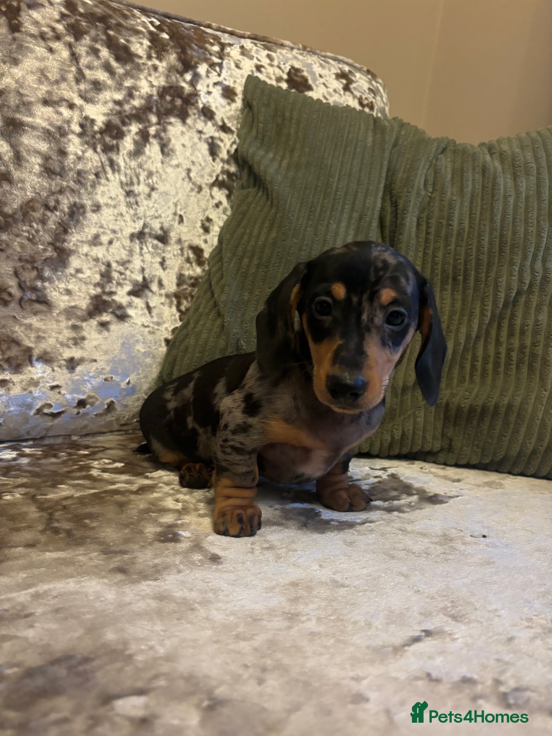 Miniature Dachshund dogs for sale: Miniature dachshund puppies - Image 3