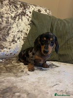 Miniature Dachshund dogs - Advert 2