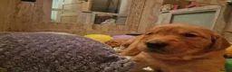 Golden Retriever dogs for sale: Stunning dark golden retriever puppies for sale - Advert 5