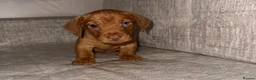 Mixed Breed dogs for sale: Daschund X puppies  - Advert 6