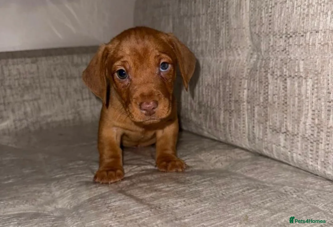 Mixed Breed dogs for sale: Daschund X puppies  - Advert 6