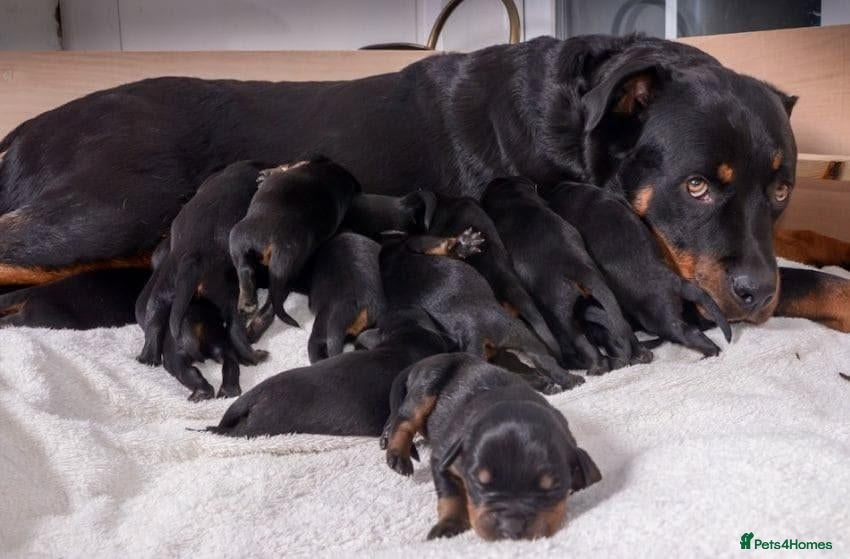 Rottweiler dogs Rottweiler puppies for sale - Advert 3