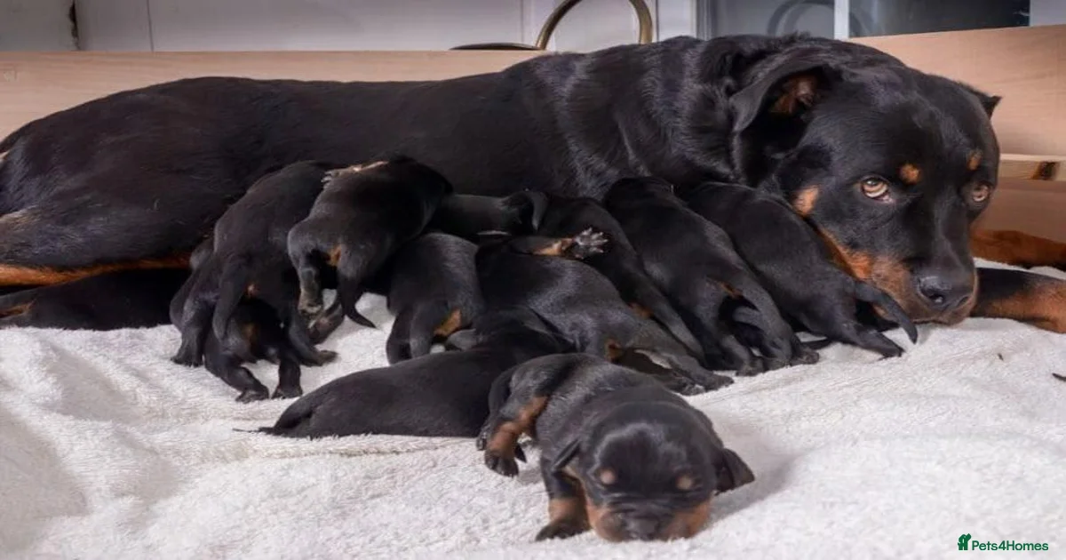 Rottweiler Puppies for sale in Wales | Pets4Homes