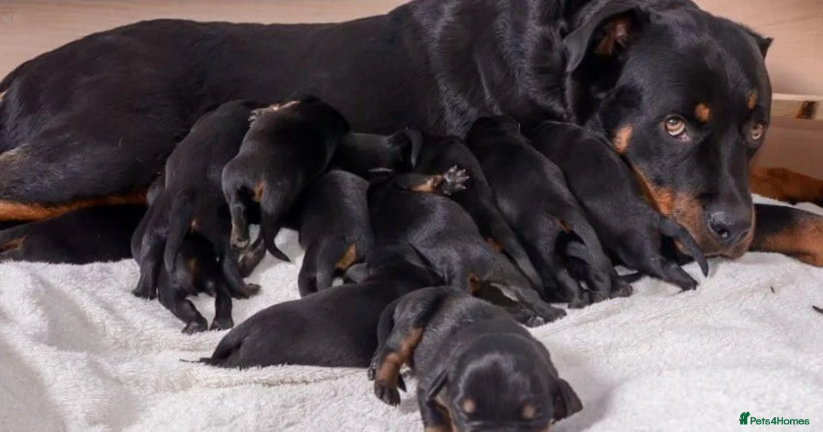 Other Color Rottweiler Rottweiler Puppies for sale in Wales | Pets4Homes