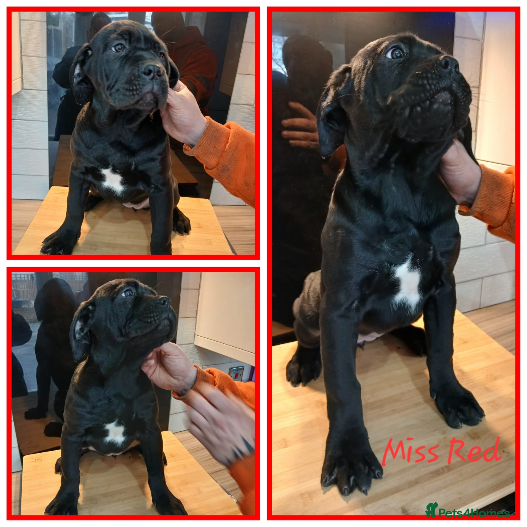 Cane Corso dogs *REDUCED* 2 Females Cane Corso pups - Advert 2