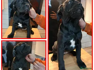 Cane Corso dogs *REDUCED* 2 Females Cane Corso pups - Advert 2