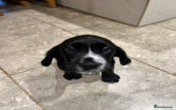 Bocker dogs for sale: Bocker Puppies for Sale - Image 21