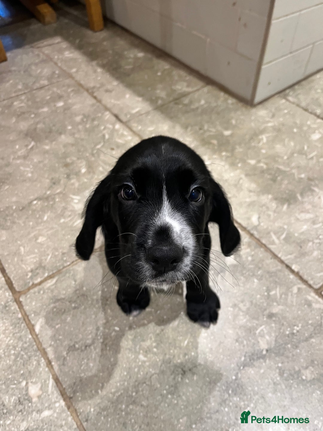 Bocker dogs for sale: Bocker Puppies for Sale - Image 21