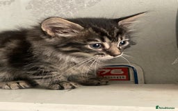 Mixed Breed cats for sale: Tabby and grey kittens  - Image 1