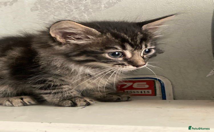 Mixed Breed cats - Advert 1