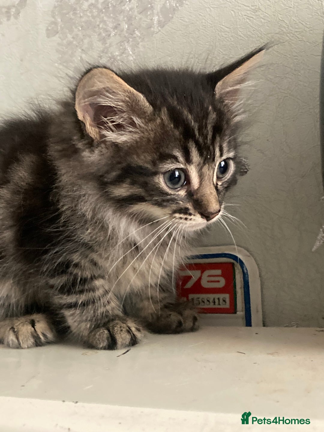 Mixed Breed cats for sale: Tabby and grey kittens  - Image 1