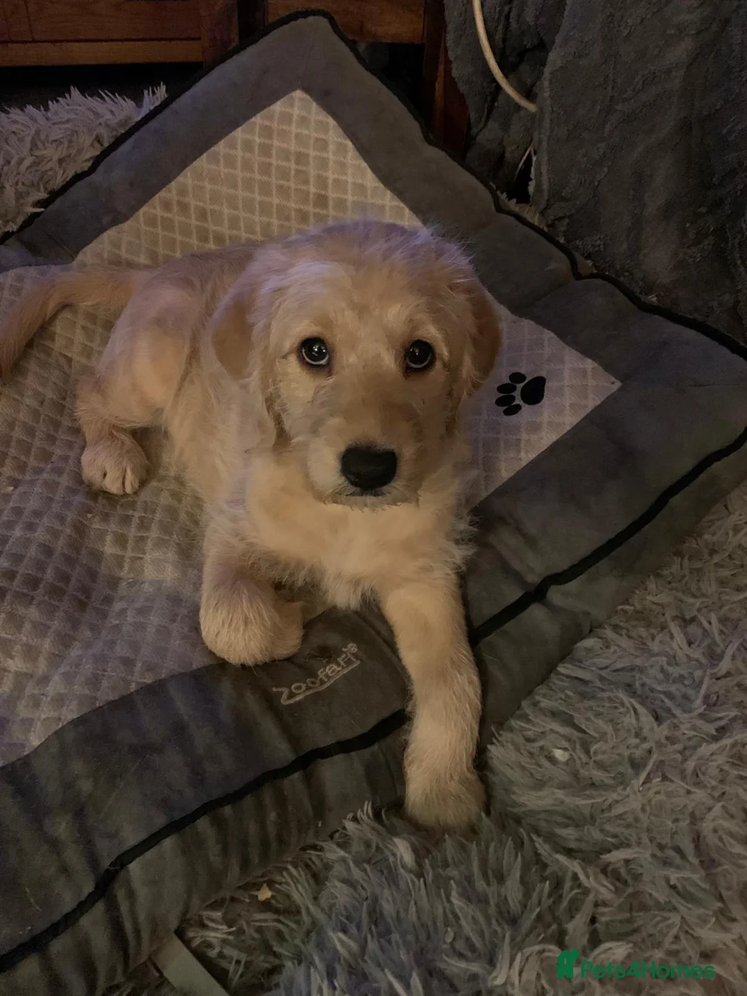 Labradoodle dogs for sale: Family Labradodles looking for a Family home 🏡  - Advert 5