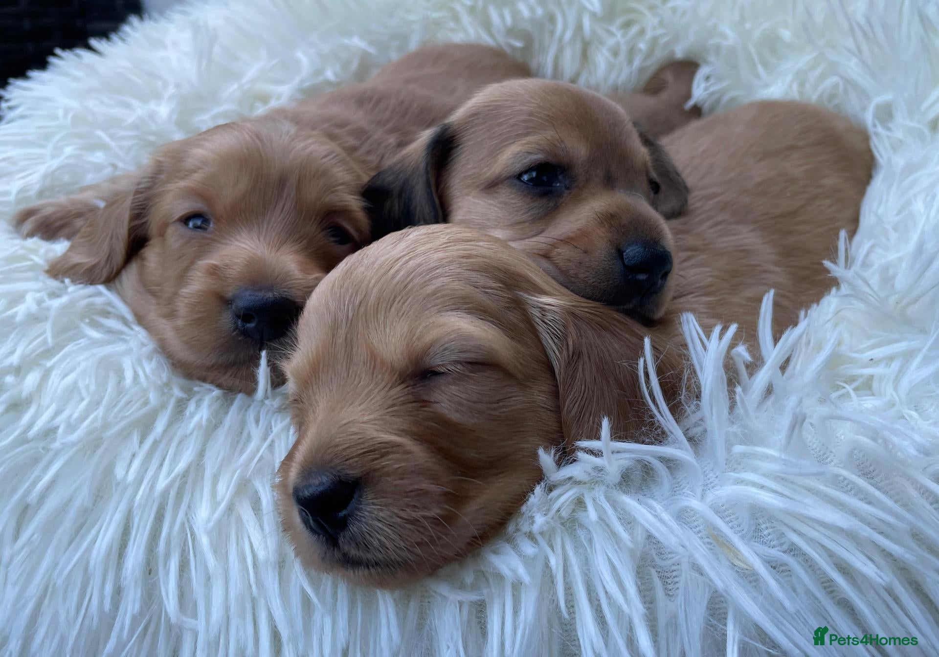 Dachshund dogs 🐾 3 Stunning Dachshund Puppies – Loving Homes ❤️ - Advert 1