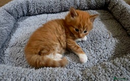 European cats for sale: Adorable Ginger Kittens Looking for Loving Homes - Image 5