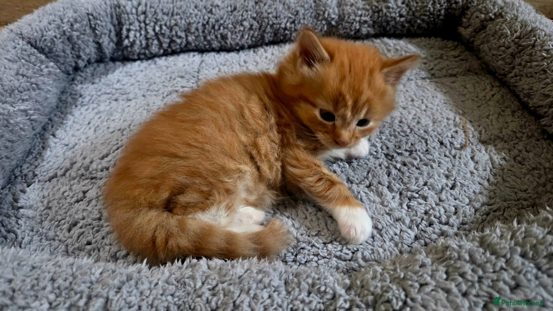 European cats for sale: Adorable Ginger Kittens Looking for Loving Homes - Image 5