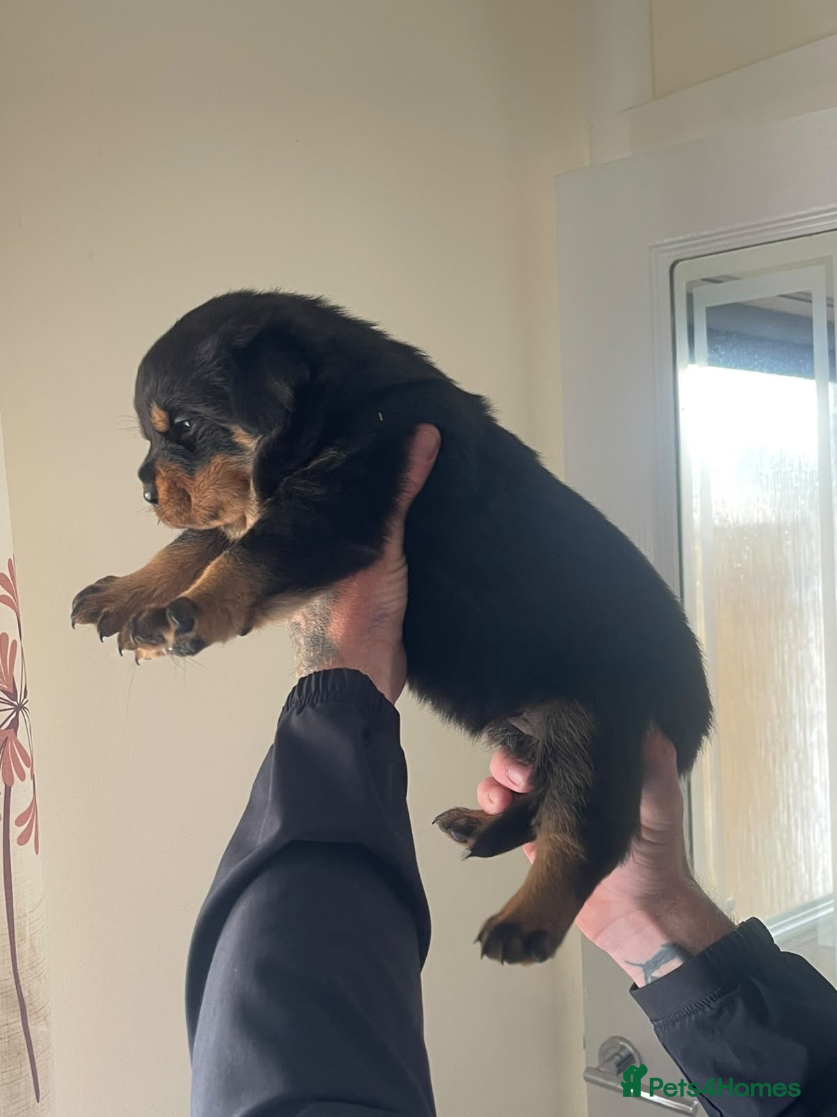 Rottweiler dogs Quality Rottweiler puppies  - Advert 2